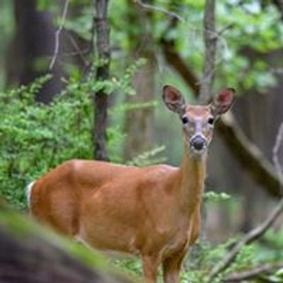 Thorn Creek Woods Nature Preserve