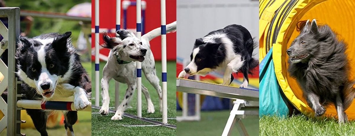 AKC Agility Trial