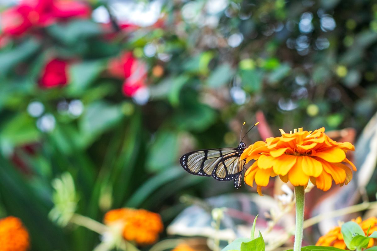 Butterflies in Bloom