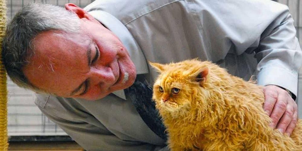 Phoenix Feline Fanciers 31th Anniversary \u201cIt\u2019s Feline A Lot Like Christmas" Allbreed Cat Show