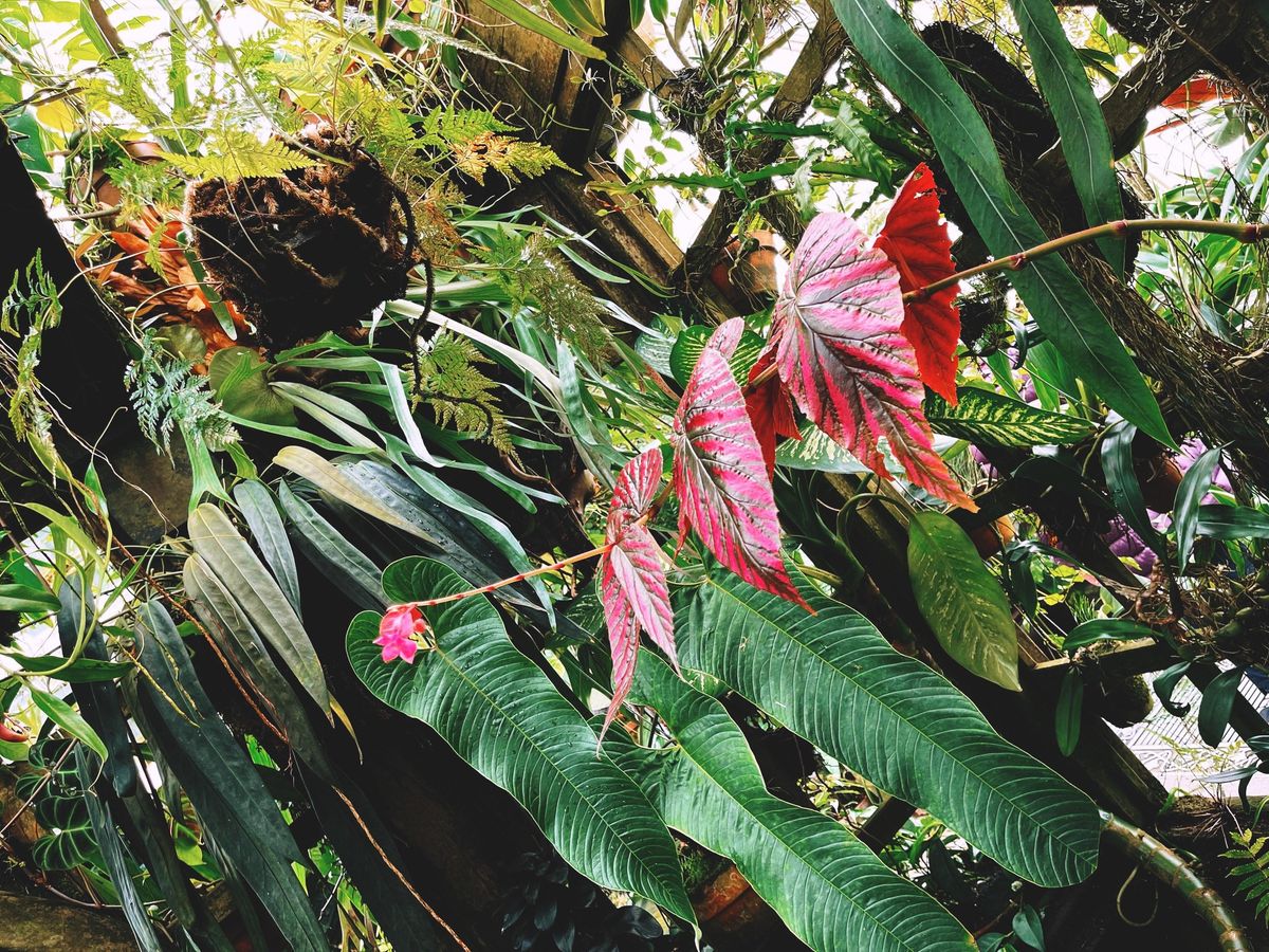 Basic Plant Care Workshop