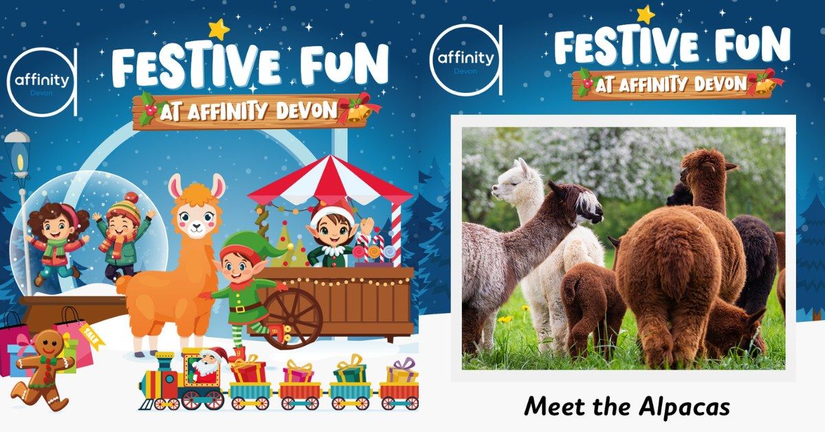 Festive Fun - Meet the Alpacas 