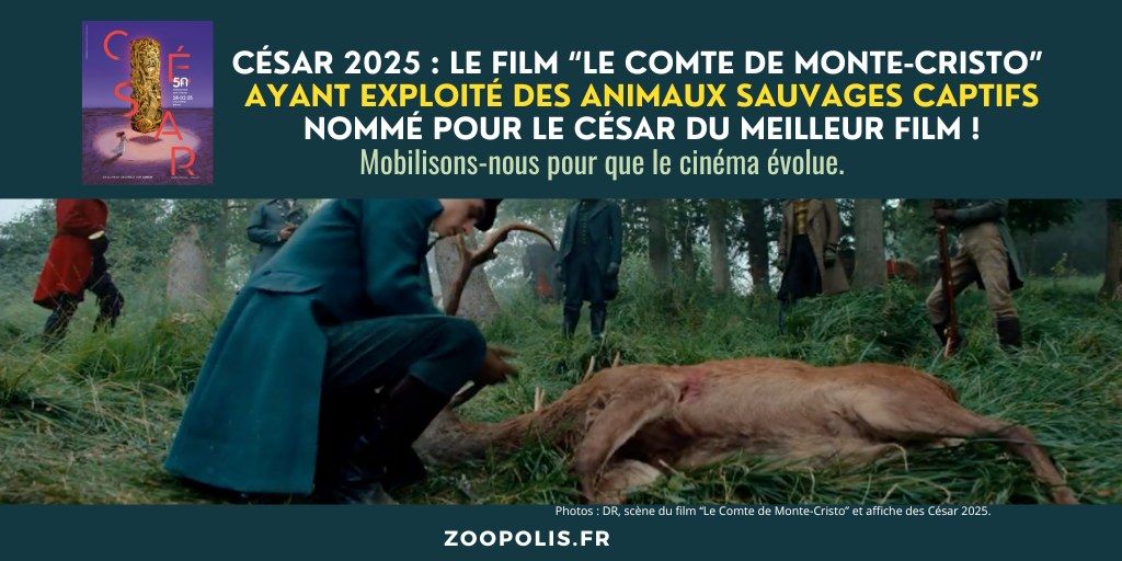 C\u00e9sar : manifestation contre l\u2019exploitation d\u2019animaux sauvages captifs pour des tournages