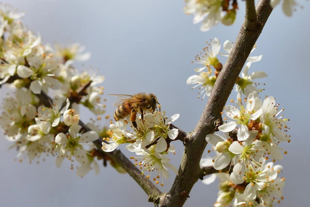 Honey Bees and Native Bees: why they\u2019re in trouble and how you can help. 