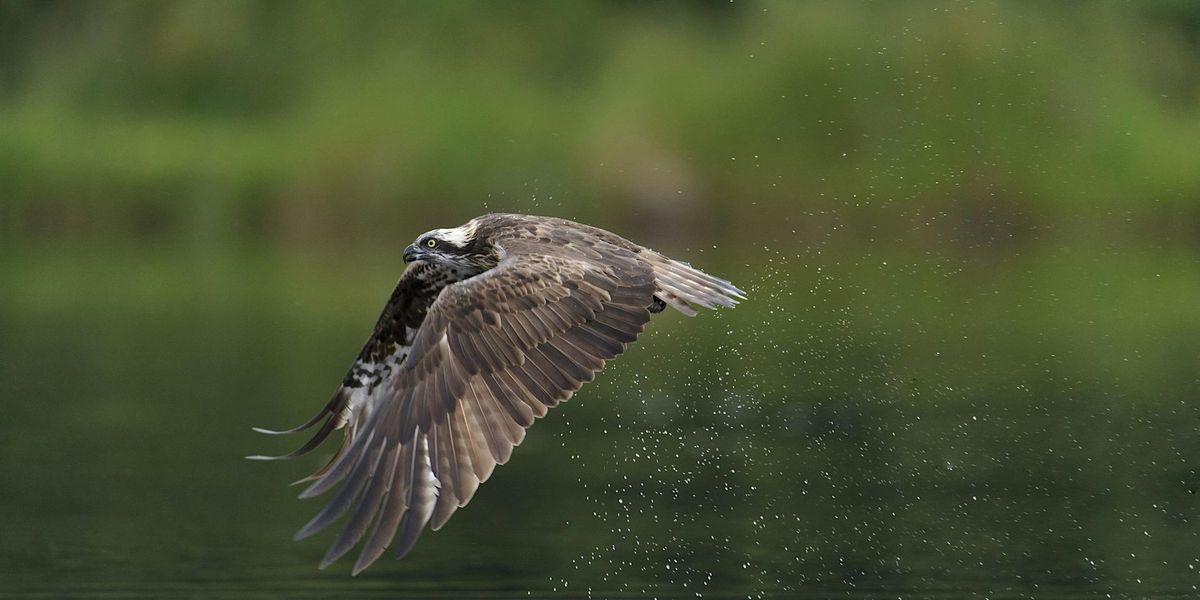 THE RETURN OF THE OSPREY TO THE UK