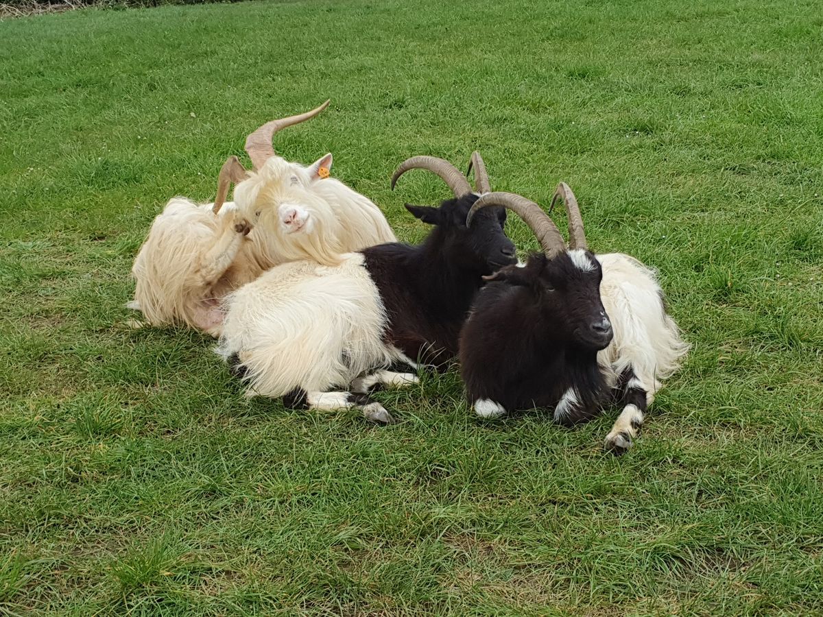 Amble with the Avon Gorge goat-keeper: goat discovery walk