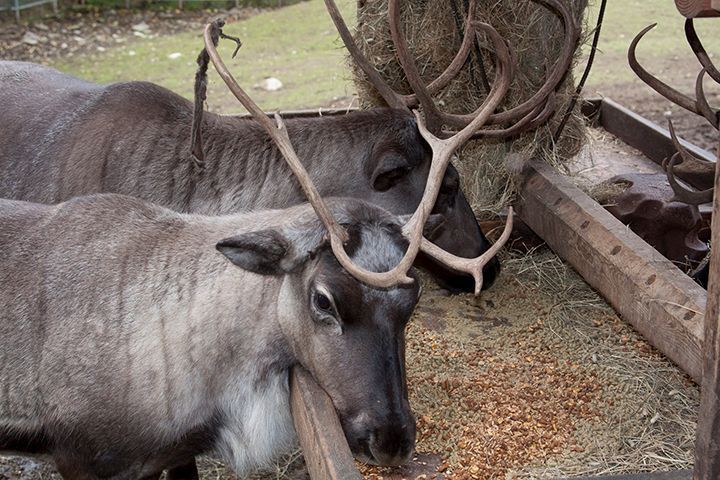 Caribou Feeding Experiences - May & June