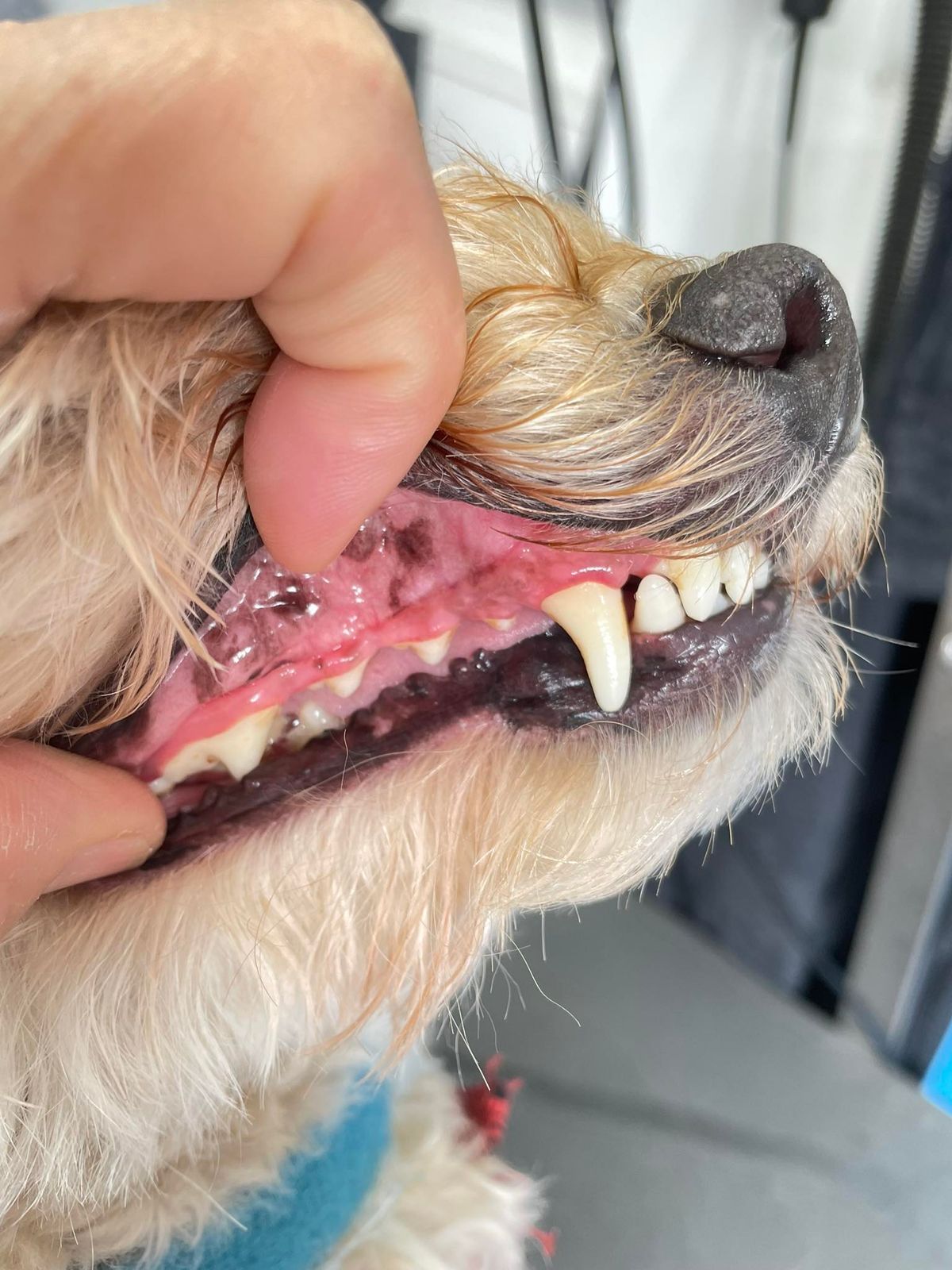 DOG TEETH Cleaning. 2u.            FULLY BOOKED 