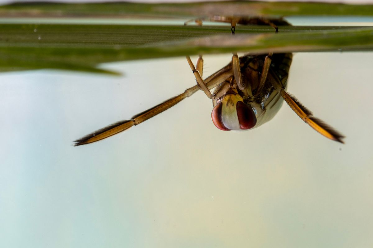 Insects for Kids at Marjorie Mews Library