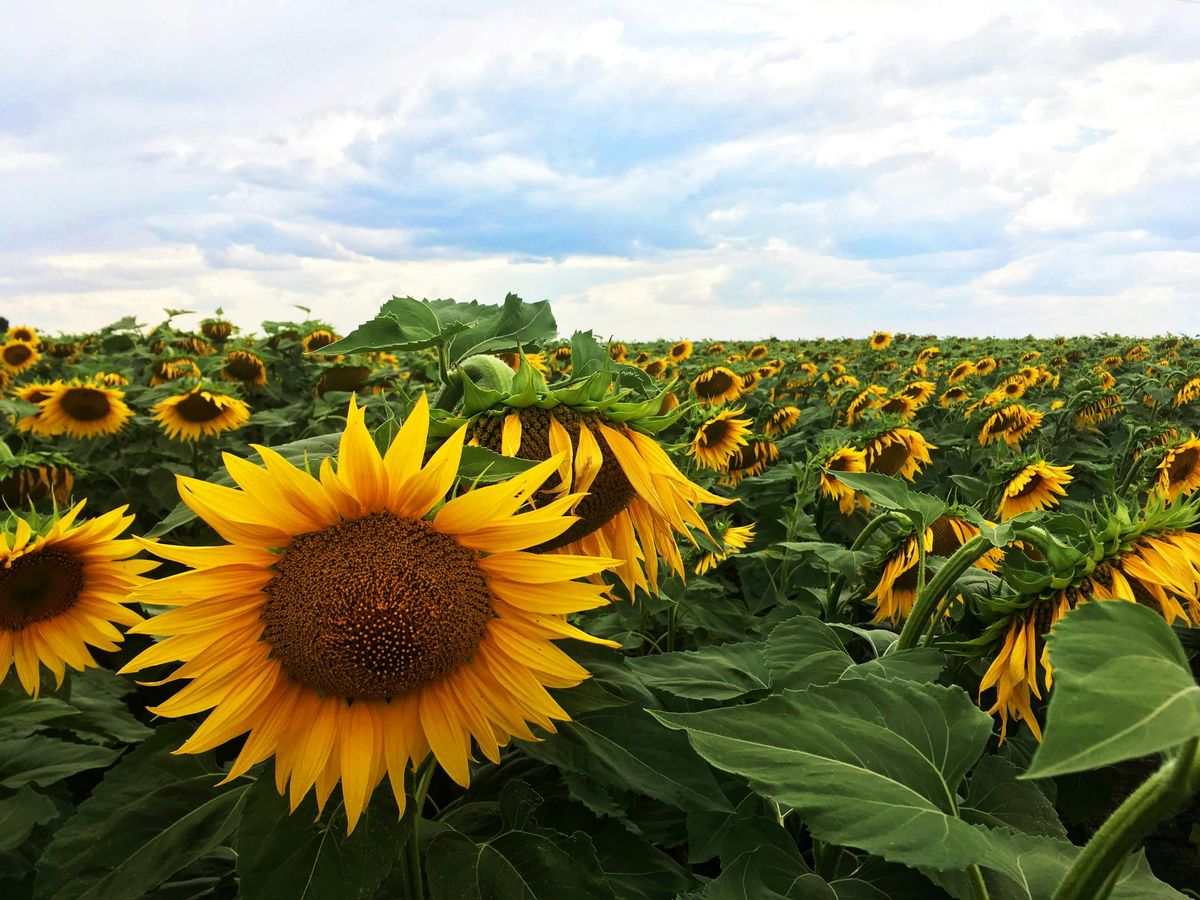 Inaugural Mykola Zerov Lecture in Ukrainian Studies: Dr Iryna Skubii, 'The Tale of the Sunflower' 