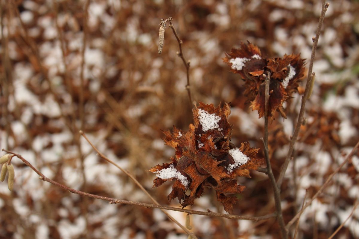 Twigs & Digs - Late Fall Foraging Walk