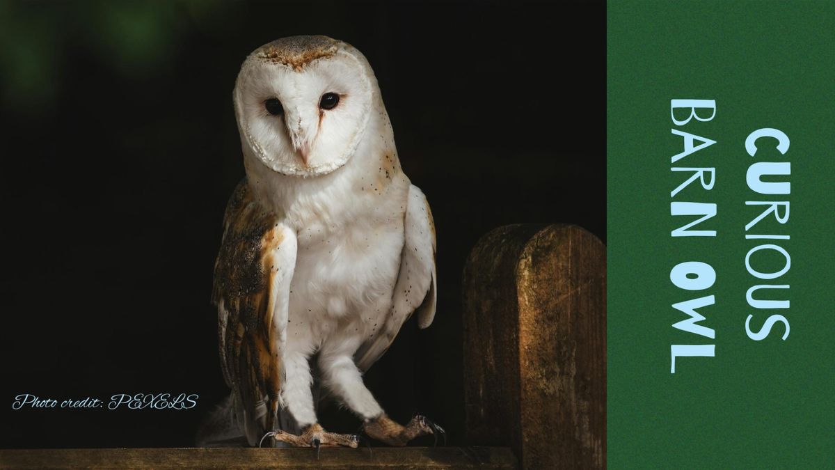 Two Week Oil Painting Workshop- Curious Barn Owl - Rebecca Whitman