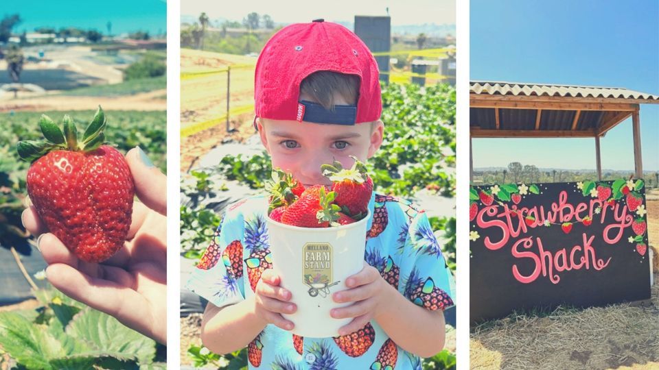 Oceanside Strawberry Festival at Mellano Farm Stand