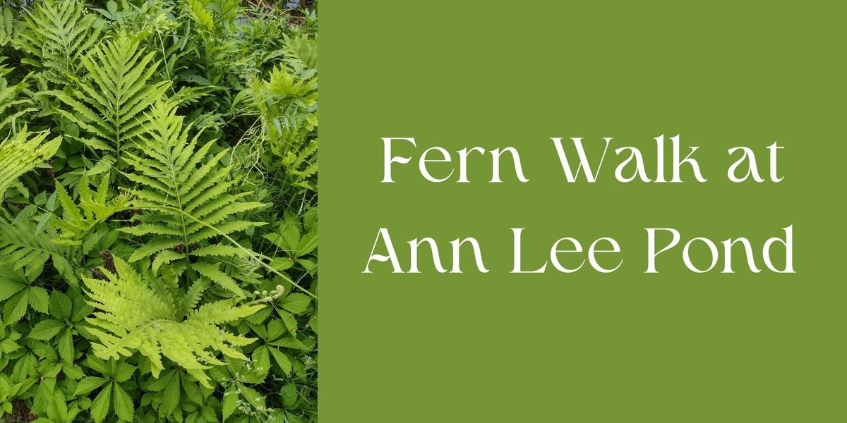 Fern Walk at Ann Lee Pond