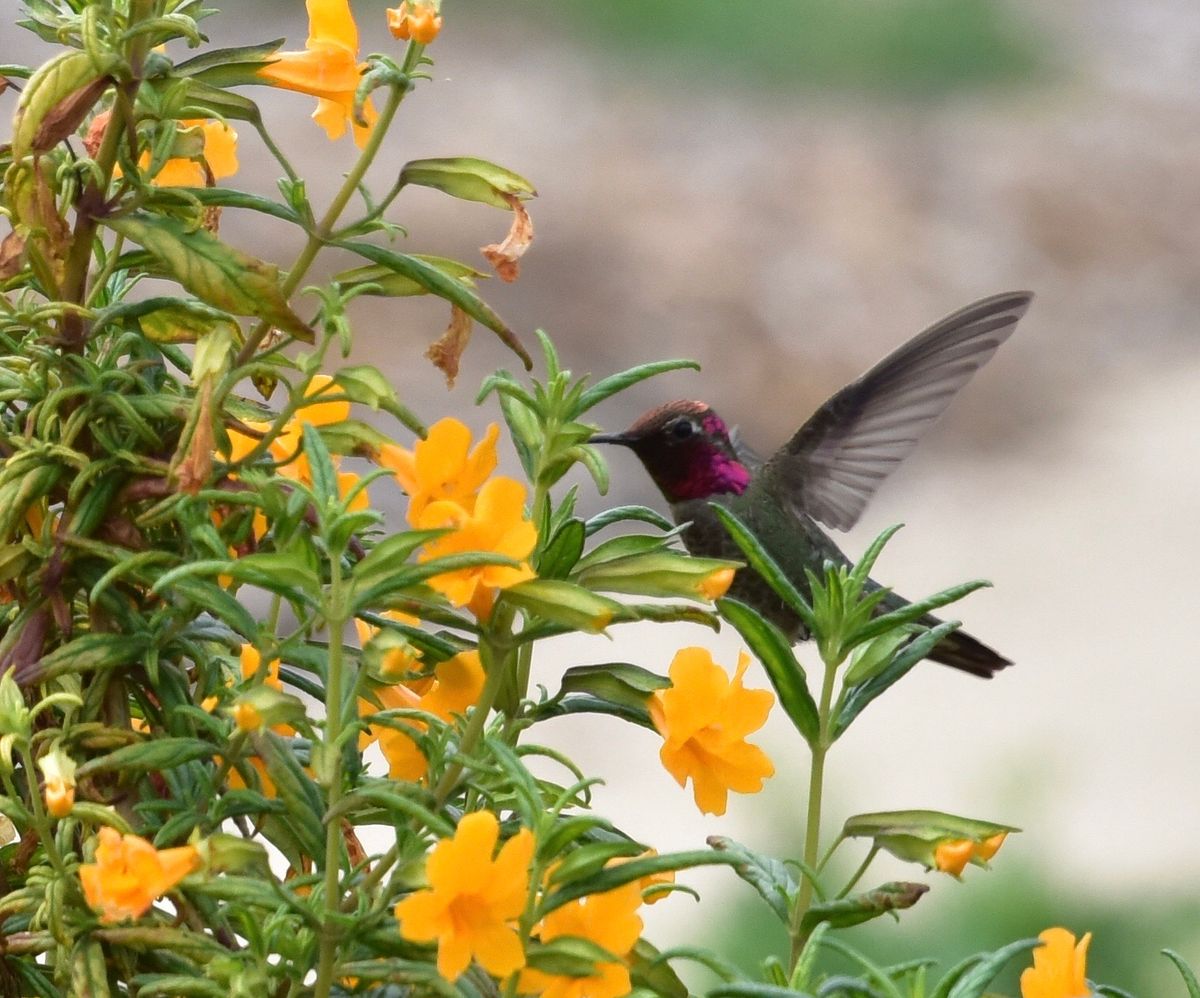 Year Round Flowers for Pollinators in Your Garden - Willow Glen