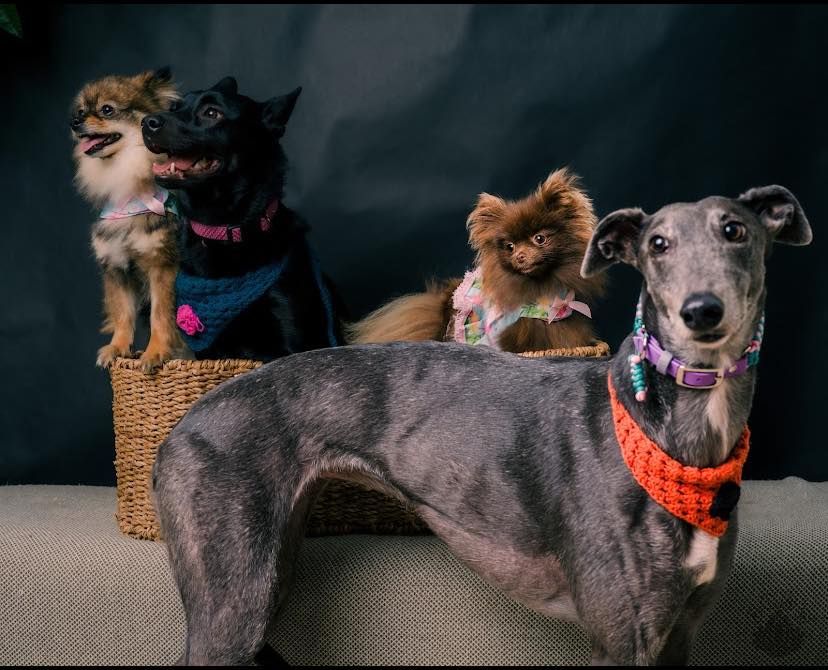 Glamourwoof\u2019s Celebration 