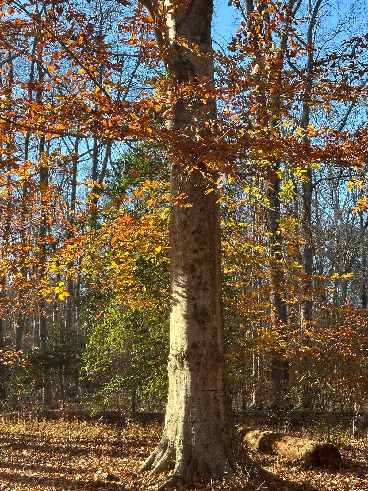 Fall Forest Bathing