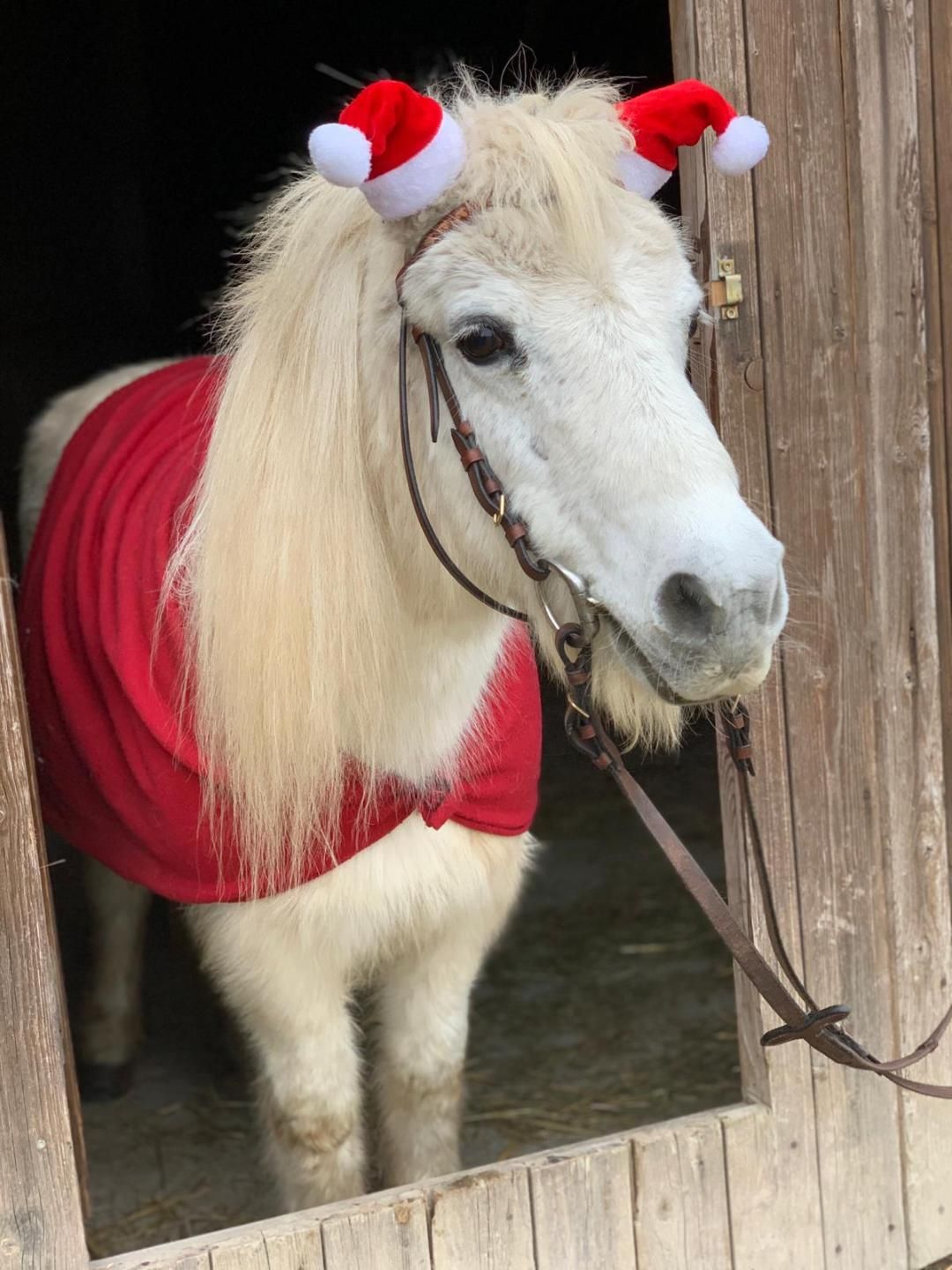 Weihnachtsmarkt auf dem Ponyhof