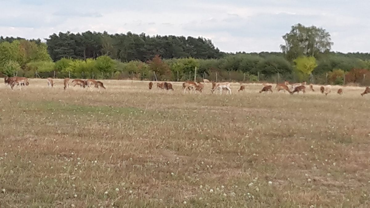 LGM-Wanderung: Rundweg durch die Diedersdorfer Heide