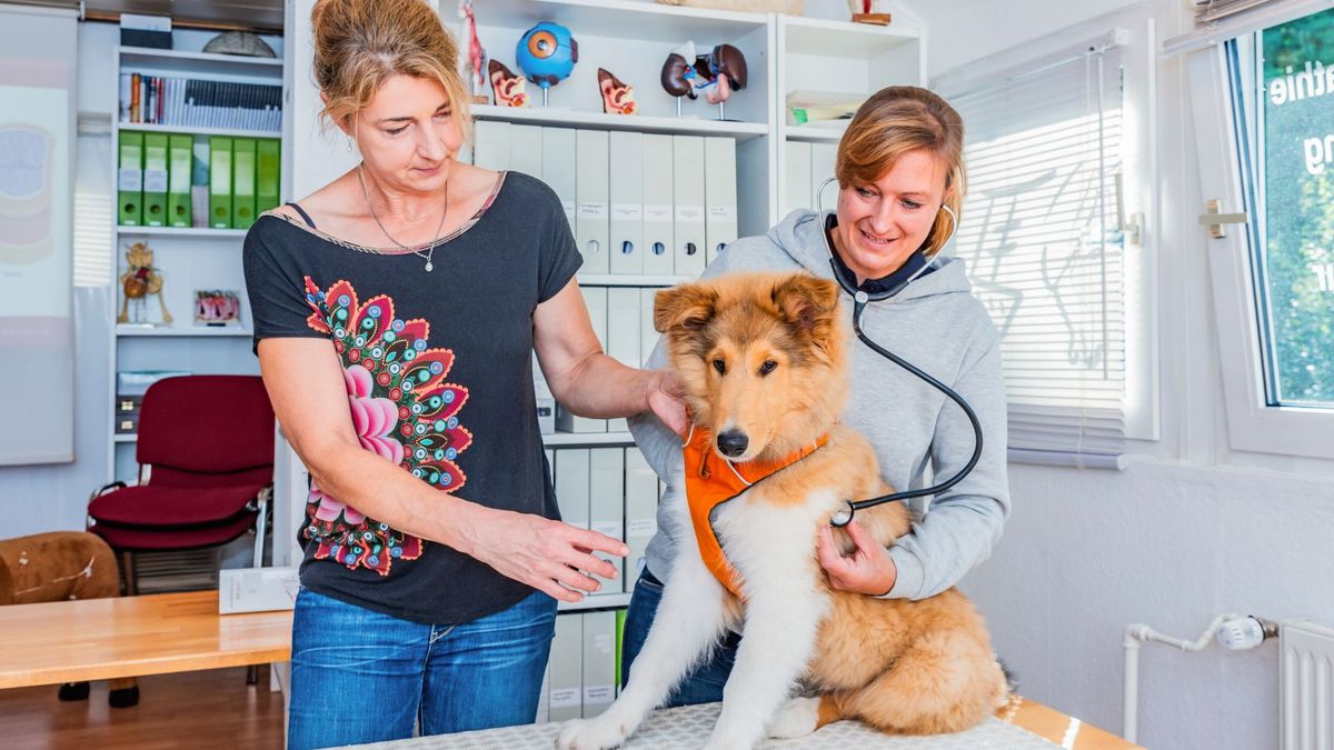 Tierheilpraktiker-Ausbildung - Start der webinargest\u00fctzten Ausbildung