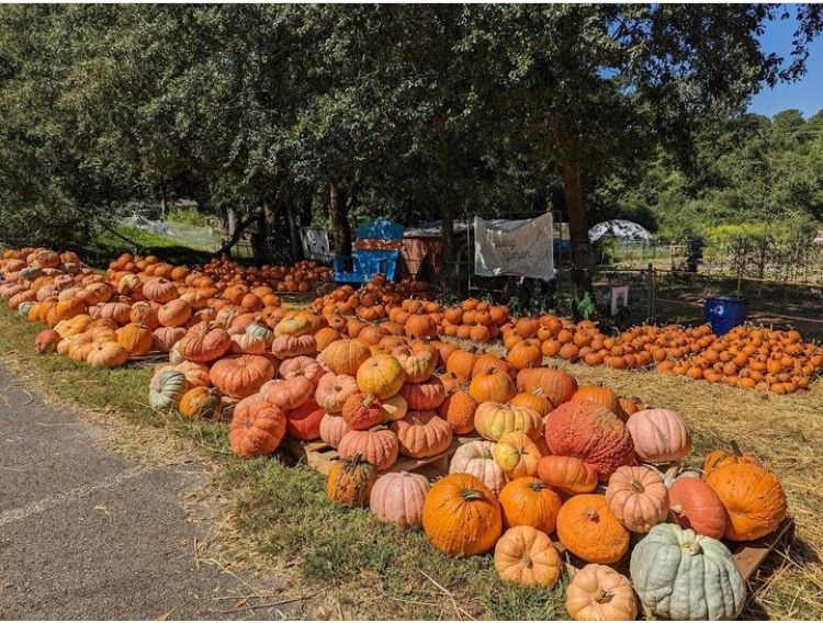 2024 Pumpkin Truck Unloading