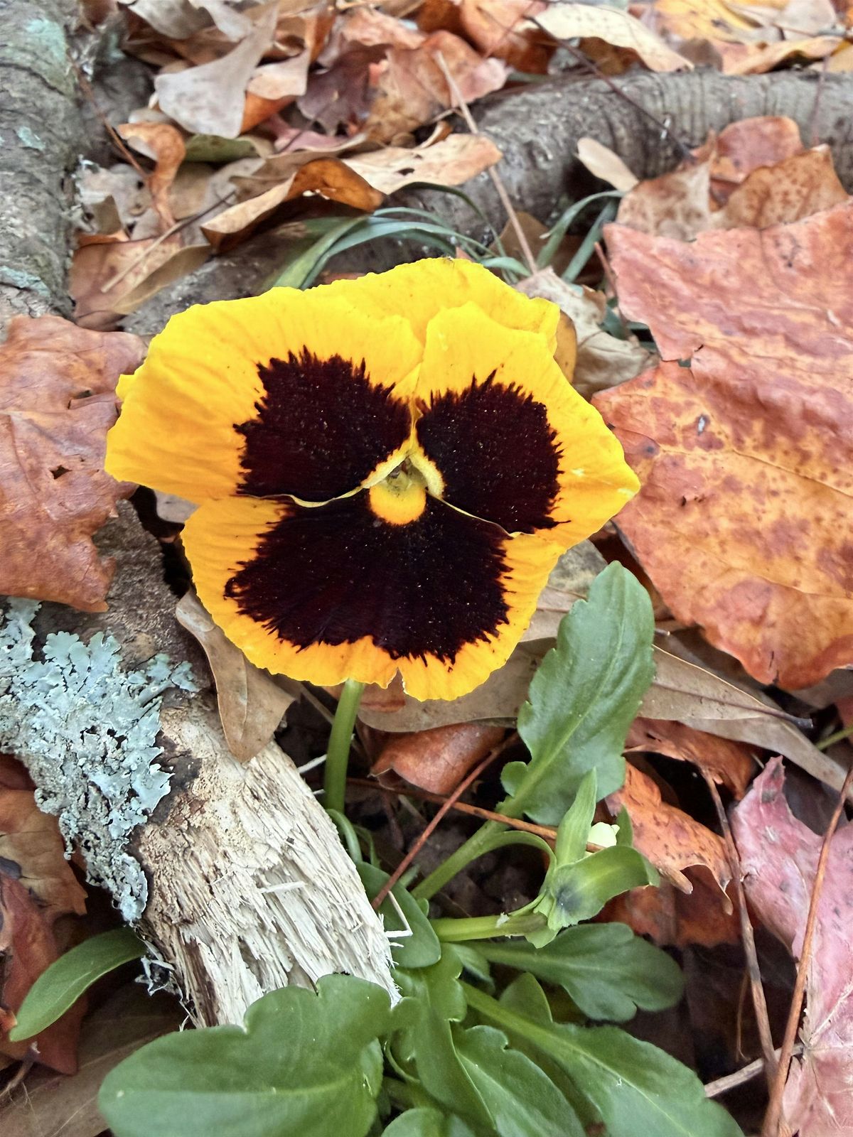 The Good Grief Winter Retreat