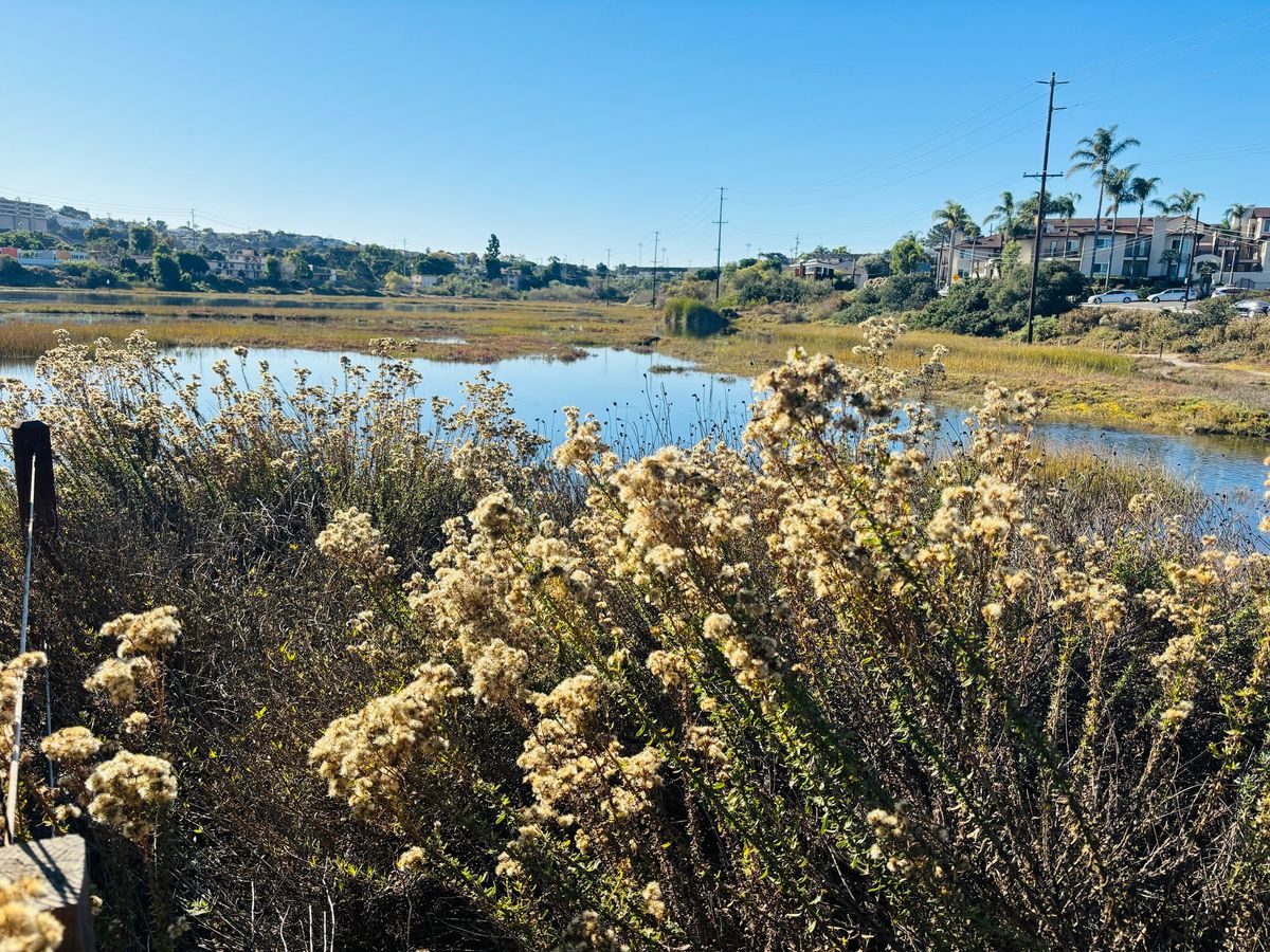 Birding Outing: Famosa Slough