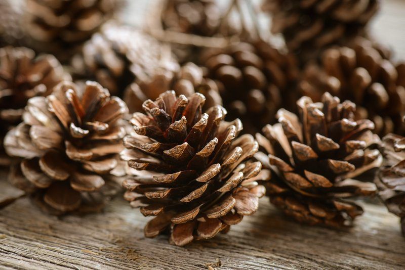 Pinecone Bird Feeders