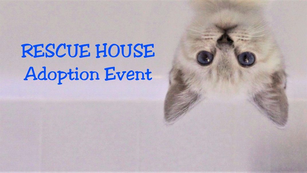 Cat & Kitten Adoption Event - Kahoots 4S Ranch