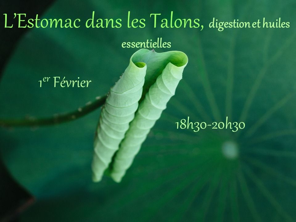 Atelier L'estomac dans les talons : huiles essentielles et digestion