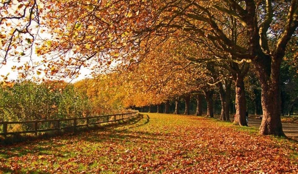 Autumn Art Walk - Sefton Park