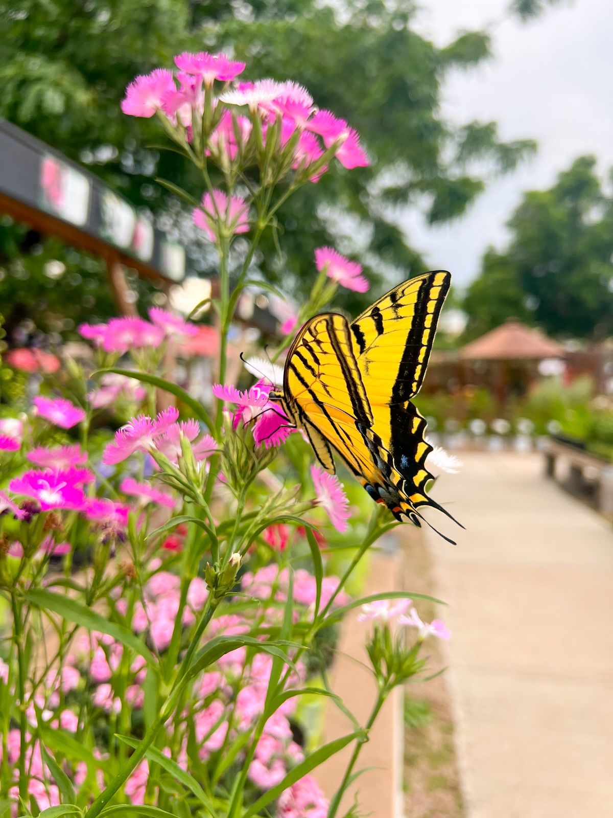 Pollinator Gardens Class 