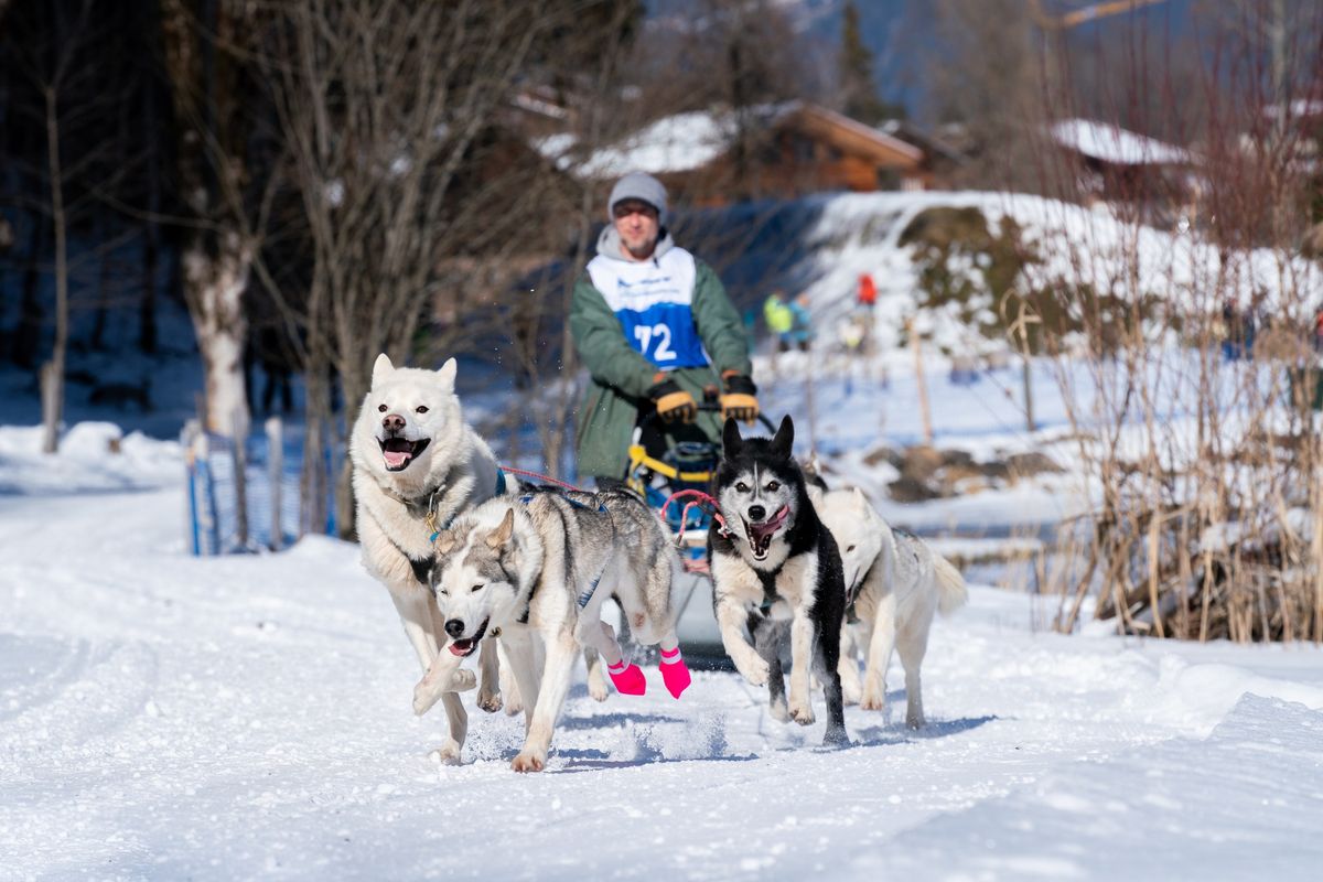 44. Internationales Schlittenhunderennen