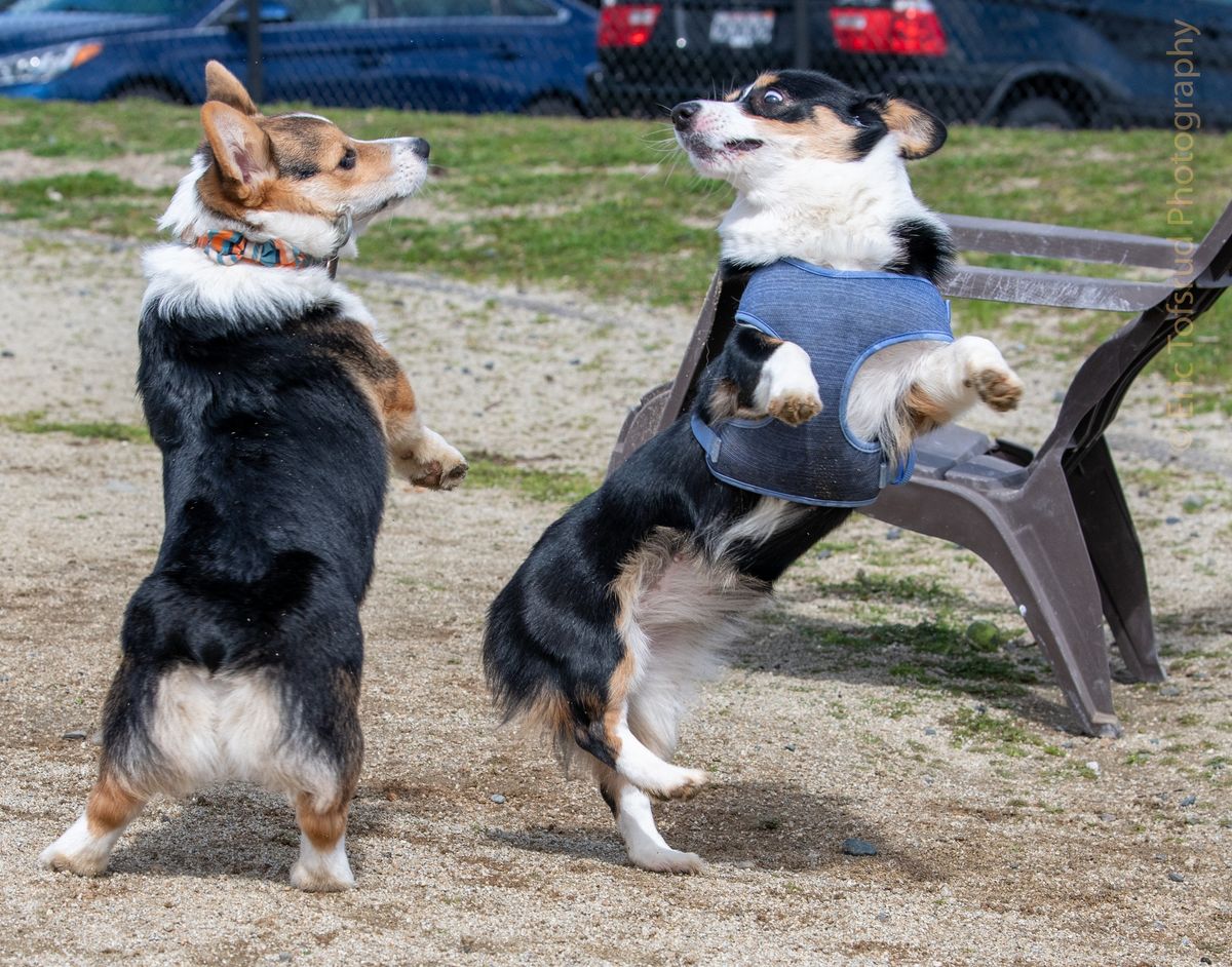 Sutter's Landing dog park - Big Meet