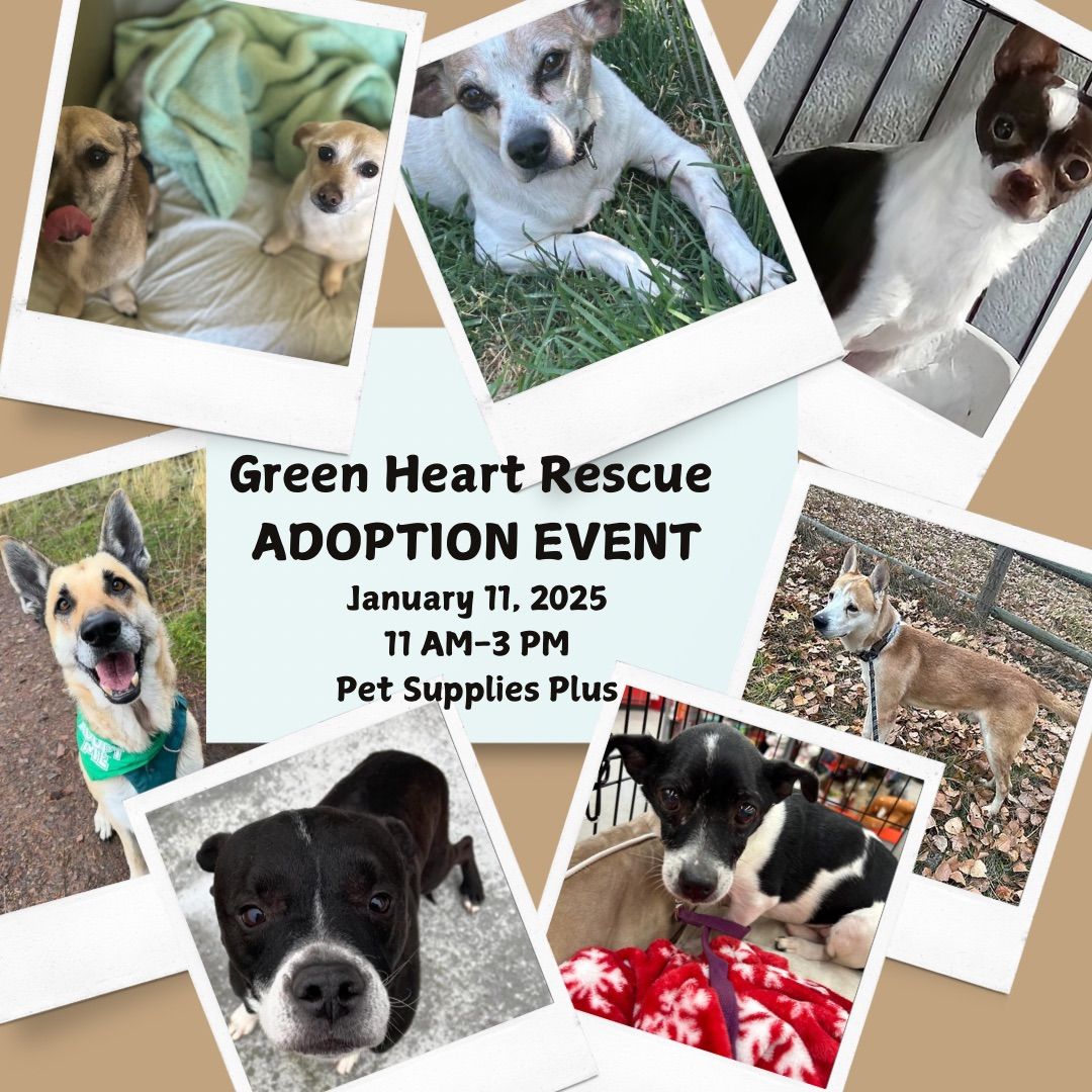 Senior Dog Adoption Event 