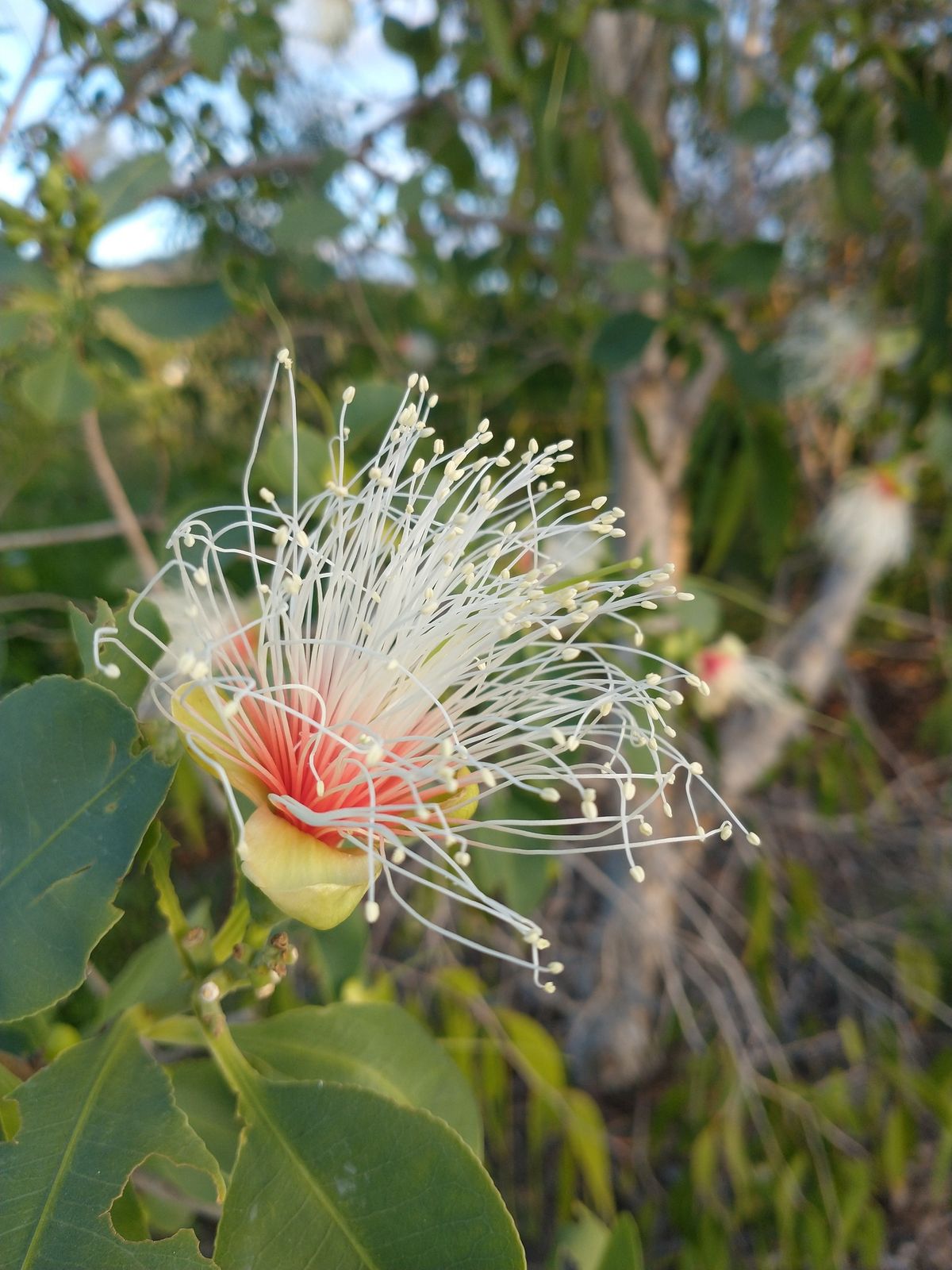 Mundy Creek Landcare - Community Working Bee 