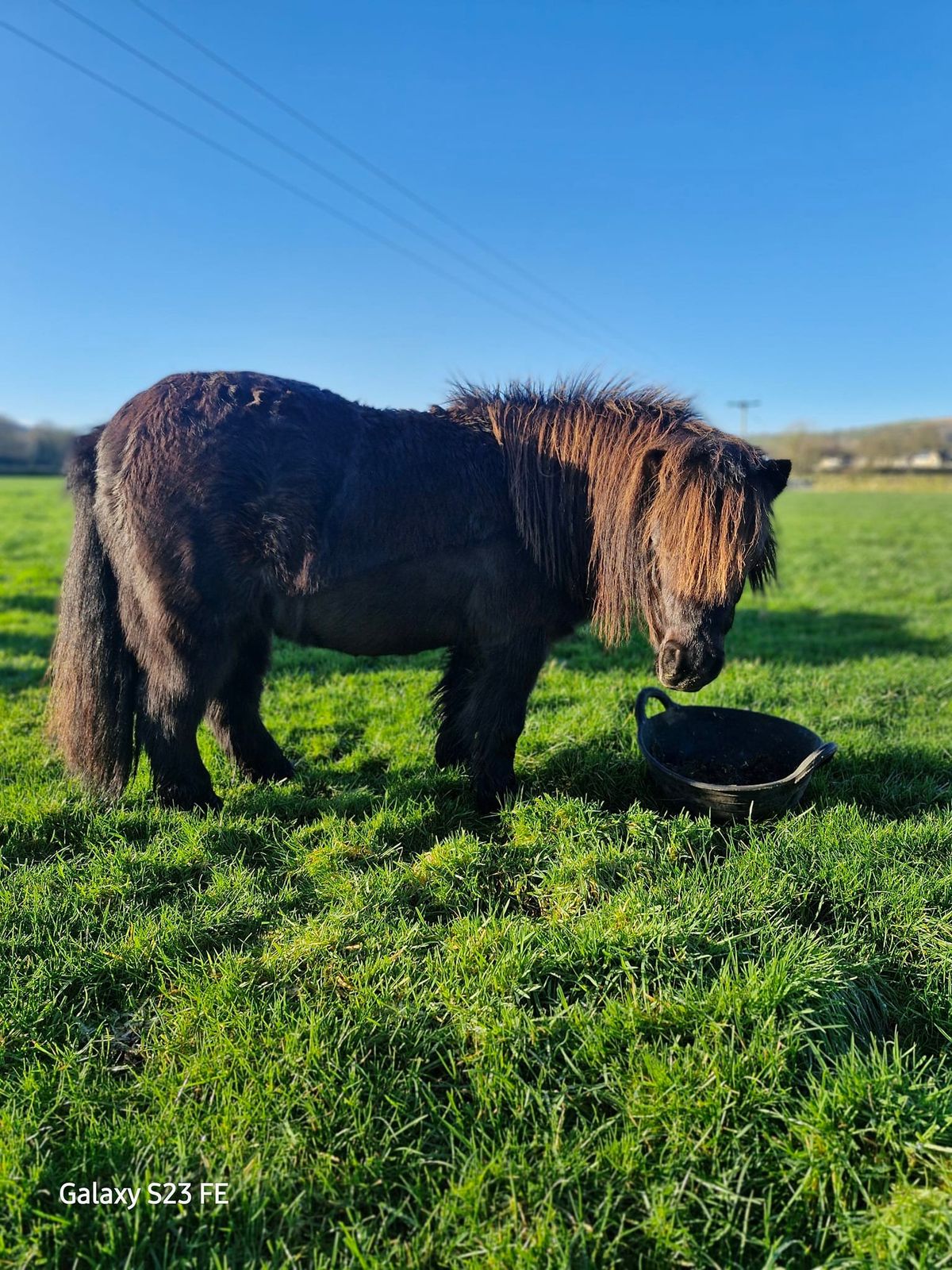 Hooves and Hugs Open Day at Beckside Garden