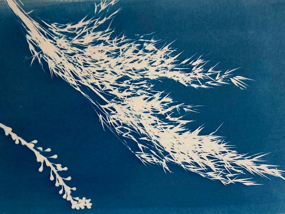 Cyanotype Workshop (In-person) May 4-5