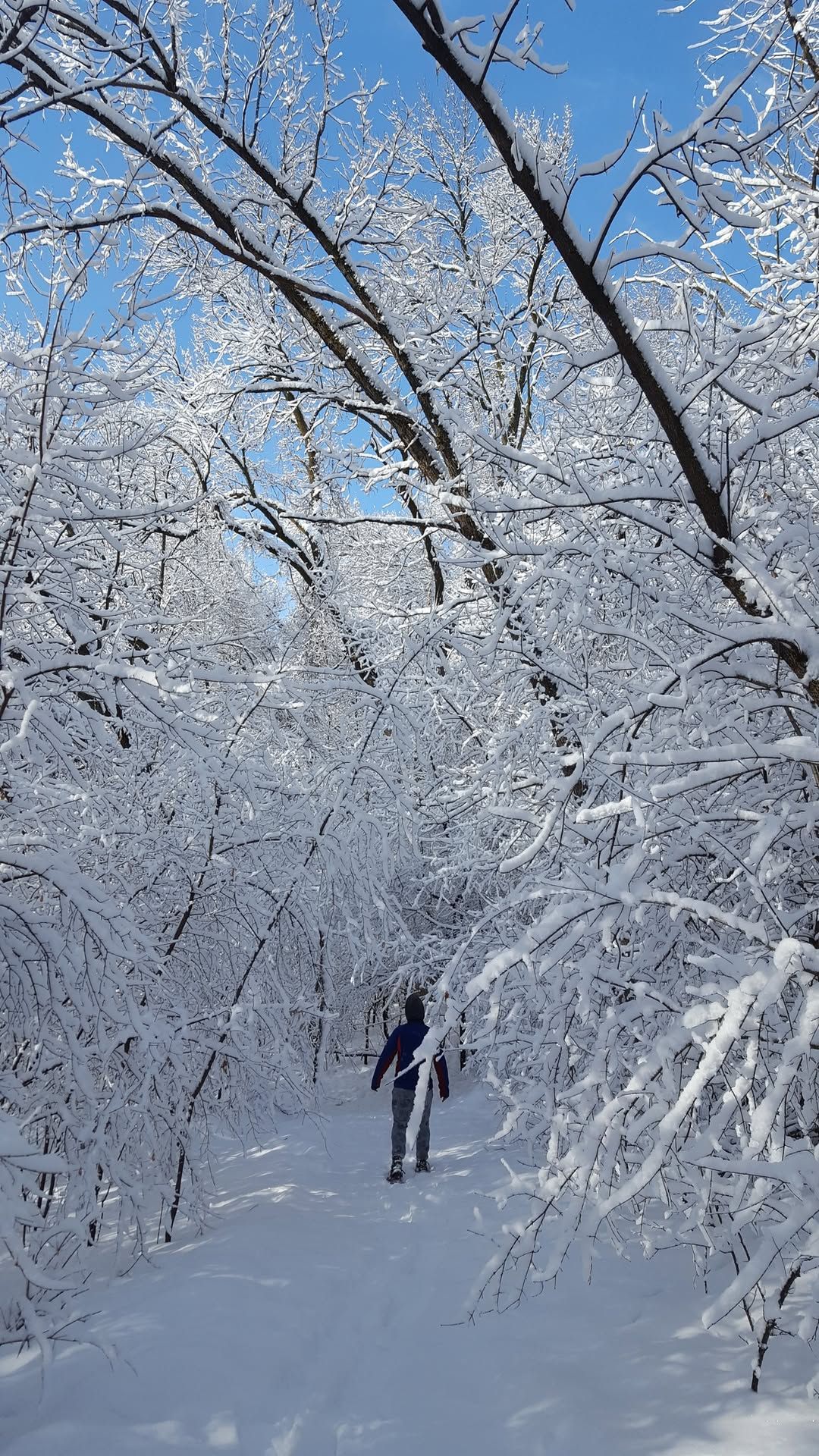 Nature Novice: Snowshoes