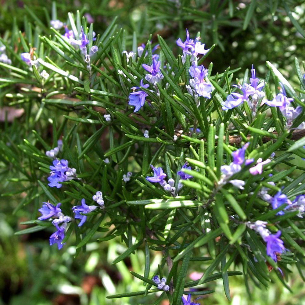 Rosemary: The Herb of Memory