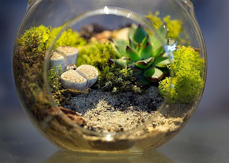 Tropical Moss Terrarium