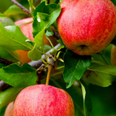 Kaiapoi Food Forest - kai is in our name