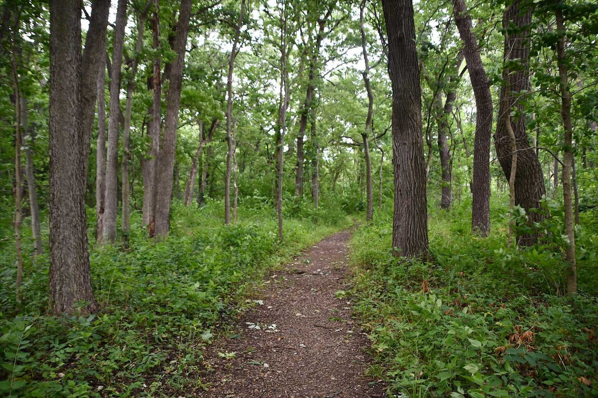 Homeschool Day at Four Rivers: Forest Invaders