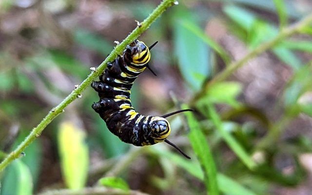 Nature Pop-Up: Wildlife Wonders