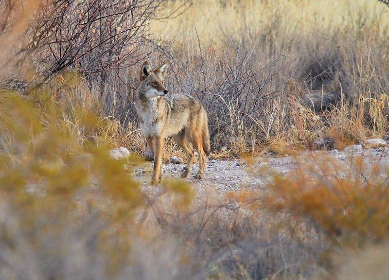 The Bethel Park Historical Society Series - Adults: Coyotes - Cunning Canines