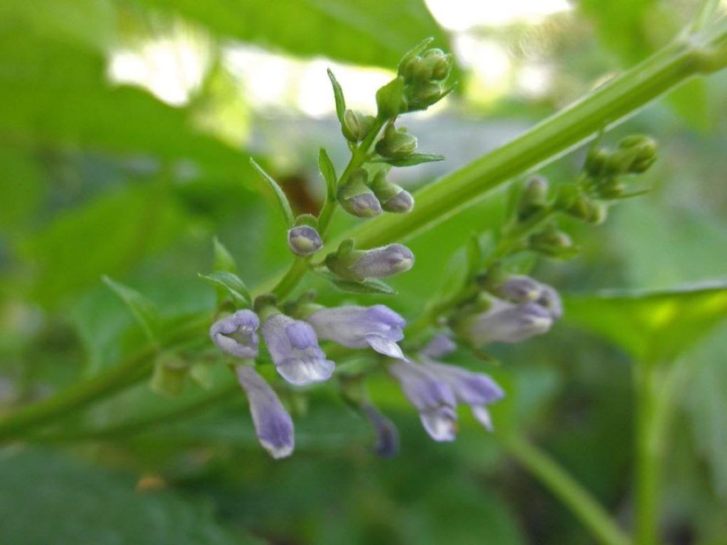 Yoga & Herbs for Anxiety