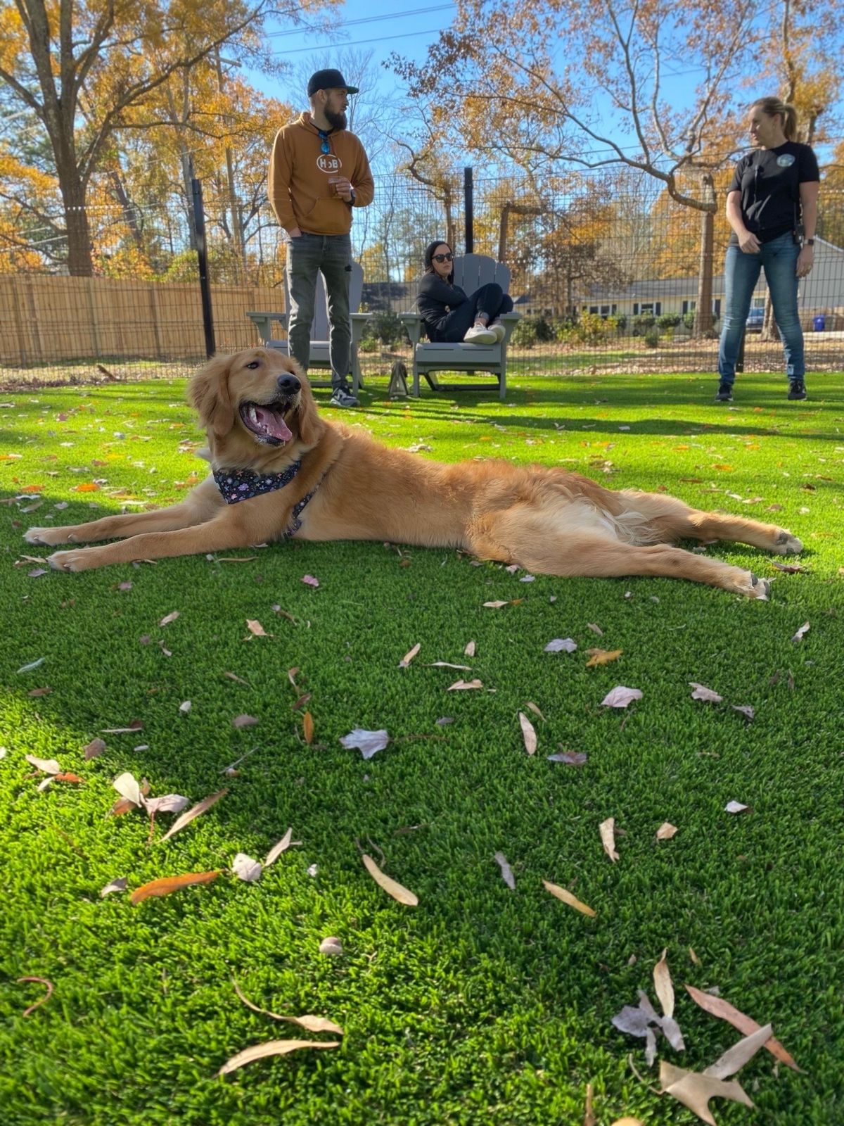 Breed Meetup - Golden Retrievers 