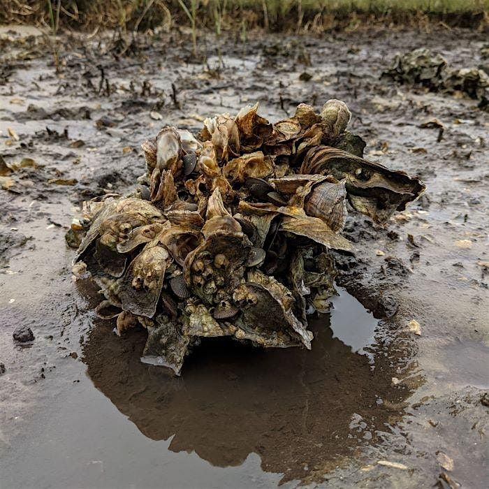 2-17-2026  Oyster Odyssey: Art and Education