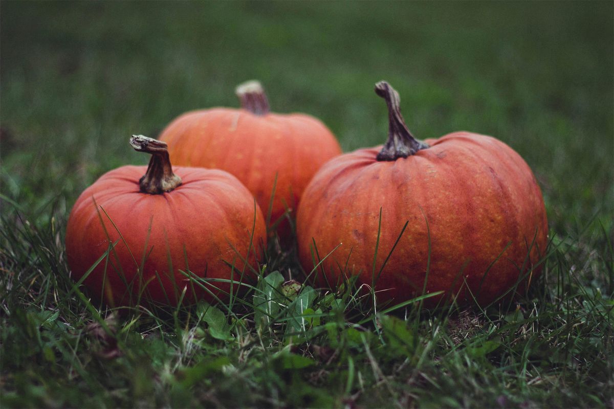 Young Adults Pumpkin Carving