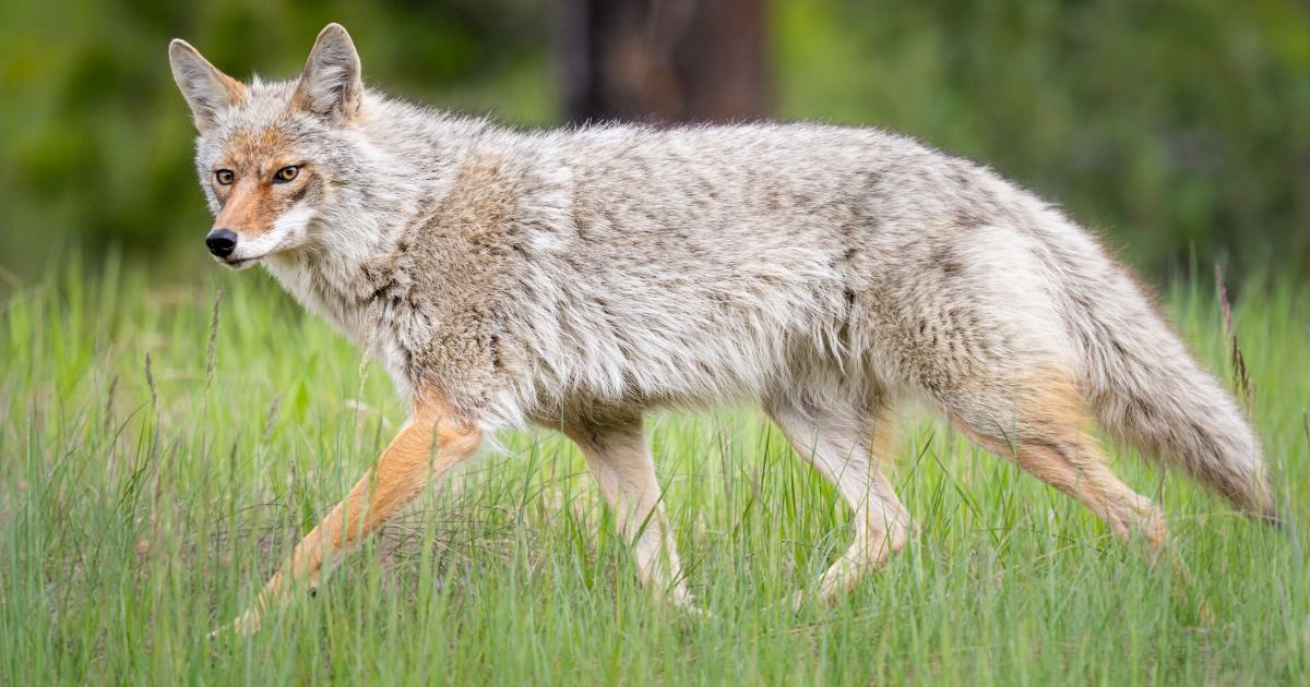 Living with Coyotes